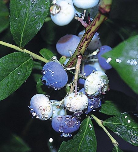 ブルーベリー　シェラ　挿木5号　1本（入荷予定：2024年7月頃より）