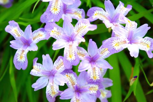 ヒメシャガ　青花　ポット苗　1株（入荷予定：2024年9月頃）のサムネイル
