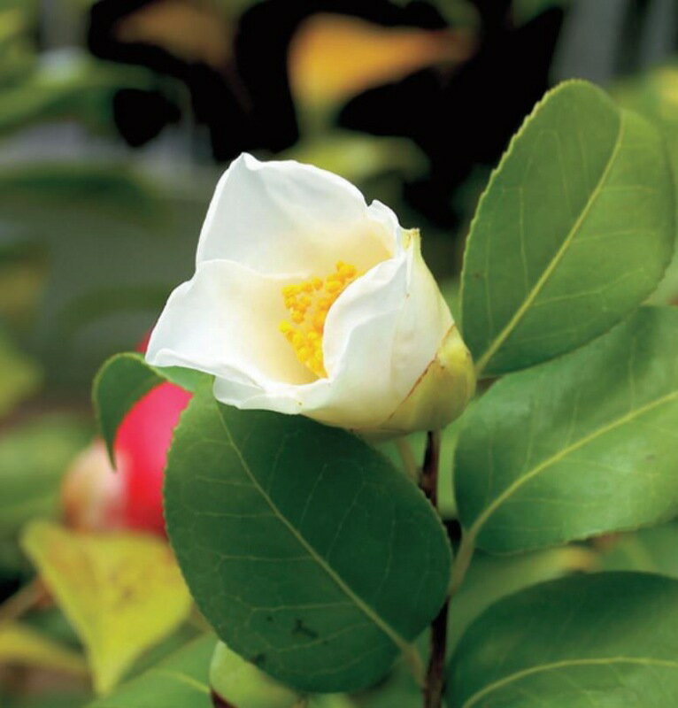 白花ユキツバキ　挿し木苗　1本（入荷予定：2024年9～10月頃）