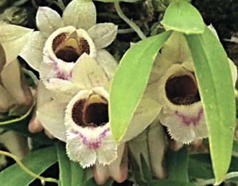 デンドロビウム　ヘコウエンセ Den.hekouense　2号ポット苗　1株（入荷予定：2024年9月頃）のサムネイル