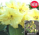 シャクナゲ イグハムイエロー 根巻養成株 高さ60cm内外 1本(限定株)