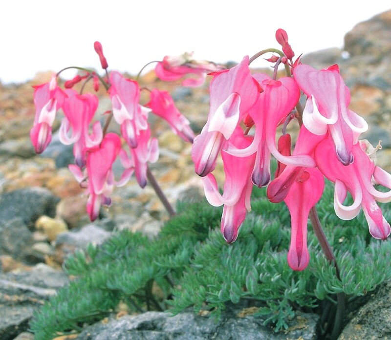 コマクサ　ポット苗　2株