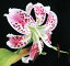 限定! シマカノコユリ 球根ポット植え 花芽付き 1球 3,200円
