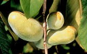 ポポー プロリフィック 接木5号鉢植え 1本