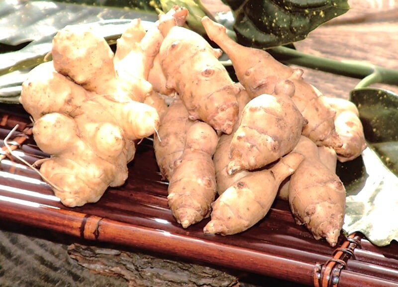 キクイモ　種イモ　3株（3球）（入荷予定：2024年12月頃）