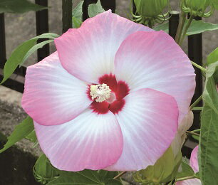 タイタンビカス　アルテミス（PVP）　3.5号ポット　1株（入荷予定：2023年5月下旬頃）のサムネイル