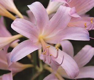 　夏から楽しめる「リコリス」。属に「ヒガンバナ」とも呼ばれるものの仲間で夏の花として親しまれています。 　カラフルな色彩で美しい花が人気です。放任栽培で問題ない位の丈夫さも人気の秘密。 　「リコリス　スクアミゲラ」は、夏にピンクの花を咲かせ香りがあります。リコリスでは最も耐寒性があり、高冷地でも庭植えができます。別名ナツズイセン。 ※葉や茎に毒性を持っていますので、口に入れないようご注意ください！ 〔　商品の性状につきまして　〕 　●ヒガンバナ科の球根　　50〜60cm位に育ちます。 　●開花期　　7～8月頃 　●耐寒性　　強　-20℃ 　●栽培場所　　日向〜半日陰向き 〔　お届け商品につきまして　〕 　●掲載写真は成長、開花（結実）、完成時のイメージです。 　●お届けは、球根を袋に入れての発送となります。（時期により、ポット植えとなります場合もございます。） 　●リコリスの球根は、開花サイズ球であっても必ず毎年花が咲くとは限りません。