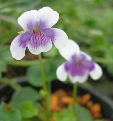 ツタスミレ　ポット苗　1株