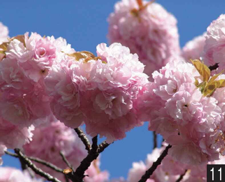 楽天市場】桜 苗木 八重紅枝垂の通販 楽天市場】桜 苗木 八重紅枝垂の通販