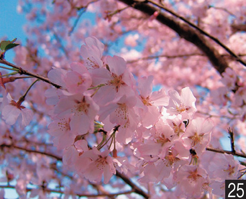 サクラ　江戸彼岸　接木ポット苗　1本