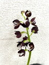 エビネ 大黒峰 ポット植え 1株