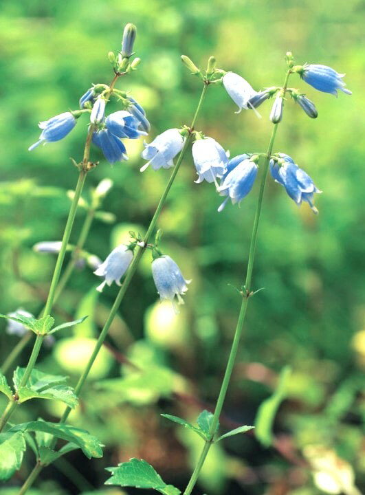 ツリガネニンジン　ポット苗　2株（入荷予定：2024年10月頃）