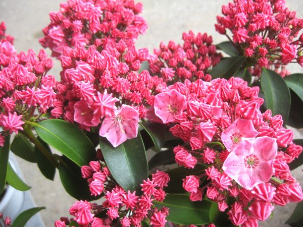 カルミア　ピンクボール　5号プラ鉢入り　1本（入荷予定：2024年10～11月頃）