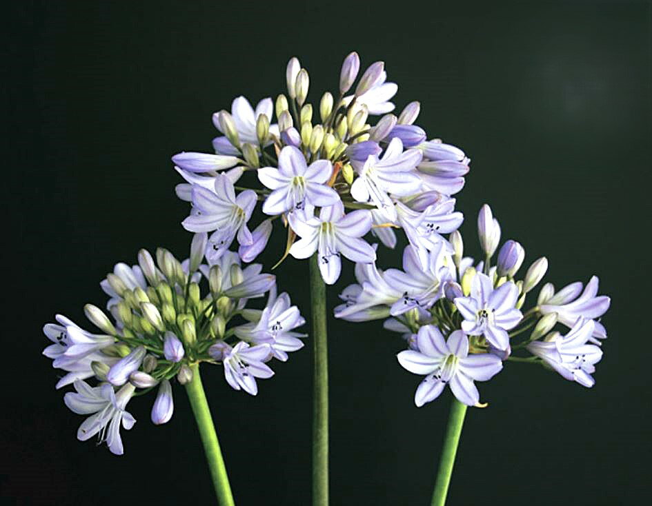 アガパンサス　森の和　地掘り苗　1株のサムネイル