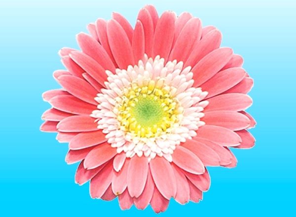 ガーデンガーベラ（R）ガルビネア　スウィートメモリーズ（PVP）　3.5号ポット苗　1株