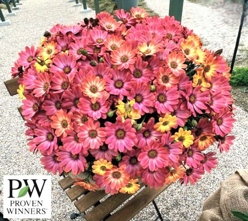 オステオスペルマム　キャンディーフィールズ　ベリーズベイン（出願中）　ポット苗　2株