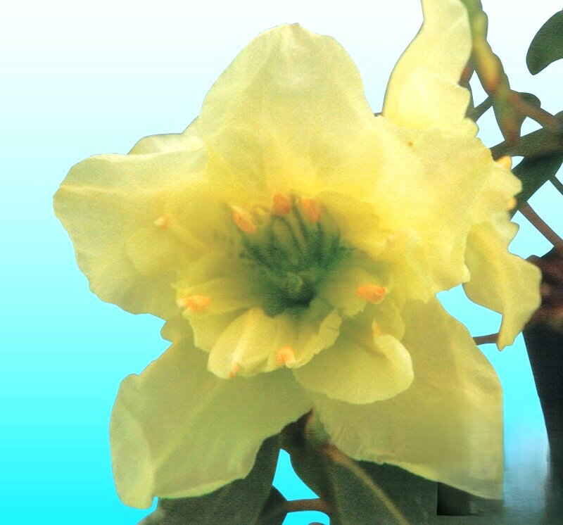 八重咲きヒカゲツツジ　No.29　3号ポット苗　1株