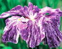 花菖蒲 昇仙峡 ポット苗 1球