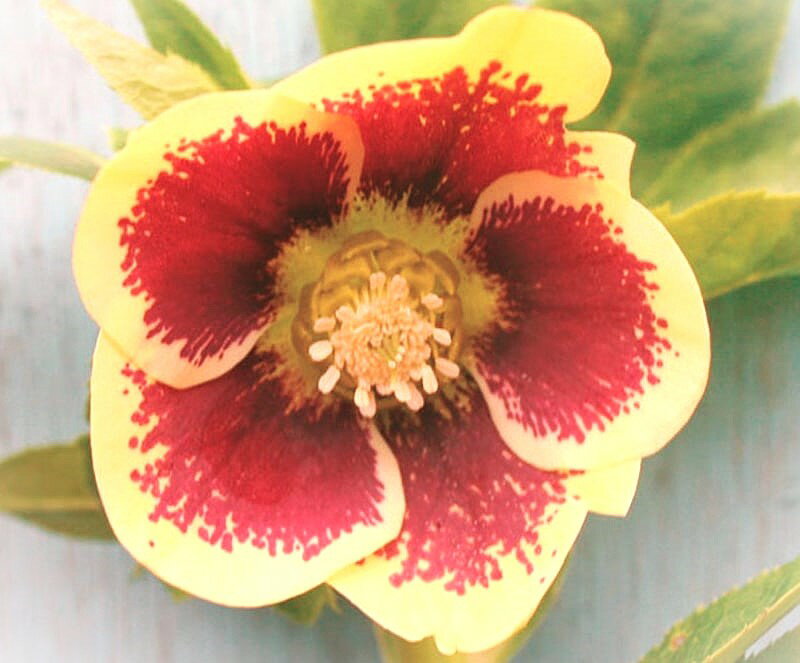 クリスマスローズ　野田交配　シングル黄ブロッチ系　2.5号ポット　1株