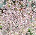 枝垂れフジザクラ 挿し木ポット苗 1本