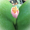 ピンクハエマンサス 4号ポット植え 1球