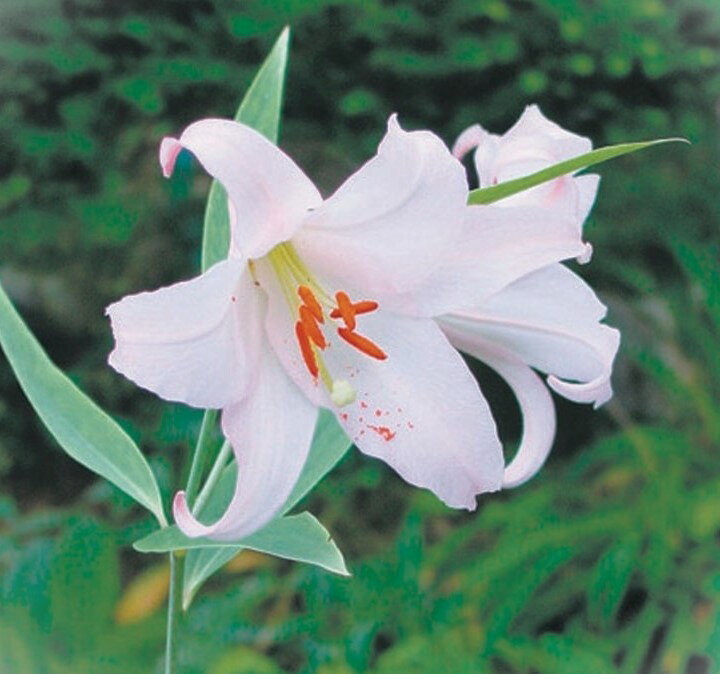 ササユリ　球根　1球