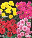 夏咲き八重小菊 4種 ポット苗 4種各1株(4)