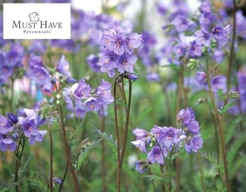 エゾハナシノブ　ブレッシングハムパープル　ポット苗　1株