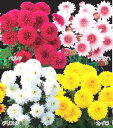 お正月咲きポンポン菊 4種 ポット苗 4種各1株(決算セール!)