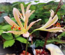 桃花キツネノカミソリ 球根 1球(受注発注)