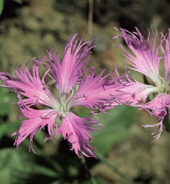 富士カワラナデシコ　ポット苗　1株