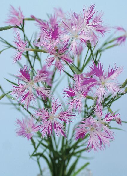 絞り咲きカワラナデシコ　ポット苗　1株