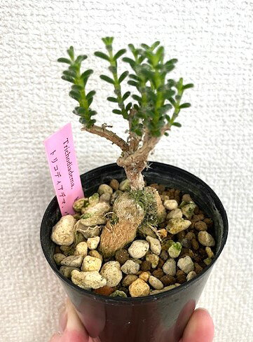 姫紅小松　2.5号ポット植え　1ポット