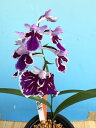 限定株! ウチョウラン 超大輪紅斑紋花 ポット植え 1ポット