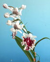 限定株! ウチョウラン 大輪濃朱赤斑紋花 ポット植え 1ポット