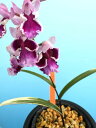 限定株! ウチョウラン 白覆輪葉赤一点仁王 ポット植え 1ポット