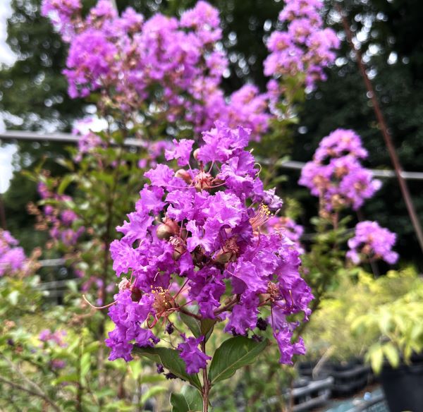 サルスベリディアパープル3.5号1本