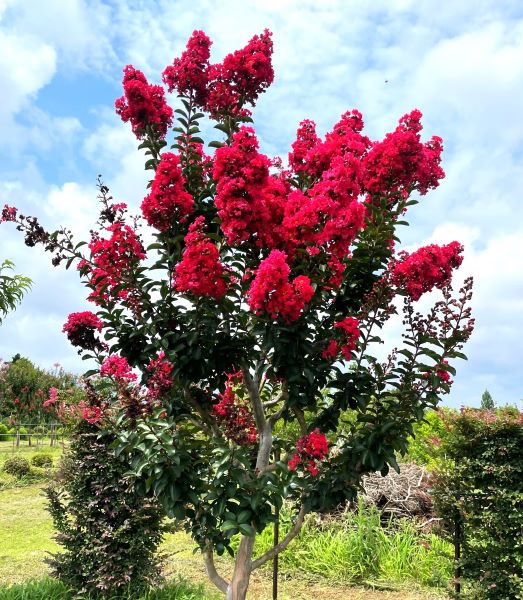 サルスベリディアルージュ3.5号1本