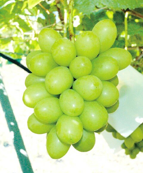 ブドウ　ジュエルマスカット（PVP）　接木苗　1本