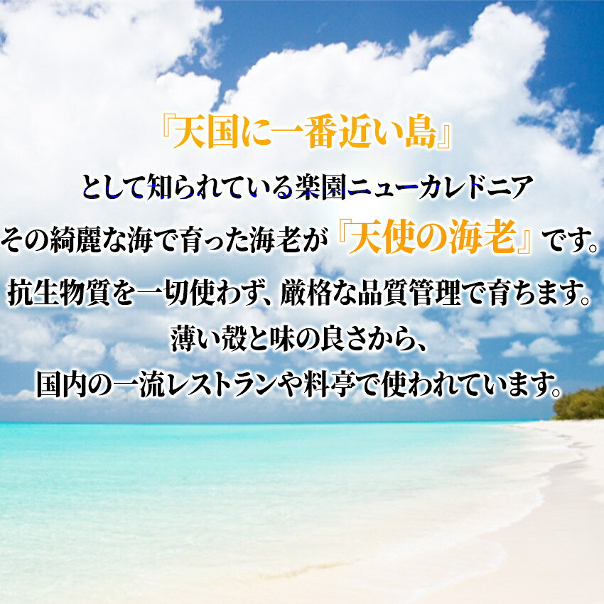 海産王子の天使の海老 1kg(約40尾〜50尾入) お中元 お歳暮 ご贈答 高級 ギフト 贈り物 えび エビ 安 お刺身 さしみ 生食｜アングル2