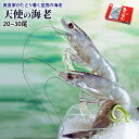 天使の海老 1kg(約20尾〜30尾入) お中元 お歳暮 ご贈答 プレゼント 贈り物 高級 えび エビ 安 母の日 父の日 ギフト