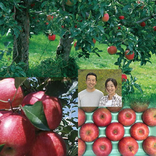 【送料無料】【お歳暮】たかはし果樹園 福島市産りんご 完熟サンふじ 5kg 16〜22玉 産地直送