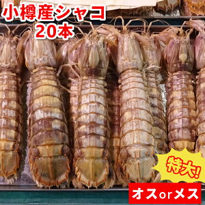 小樽産 シャコ メス or オス 選べる 春シャコ 20尾 ボイル 蝦蛄 シャコエビ 海産物 お取り寄せ 小樽名物 国産 北海道産 お酒 無添加 お取り寄せグルメ 送料無料 エビと蟹を合わせたような旨味! クール便