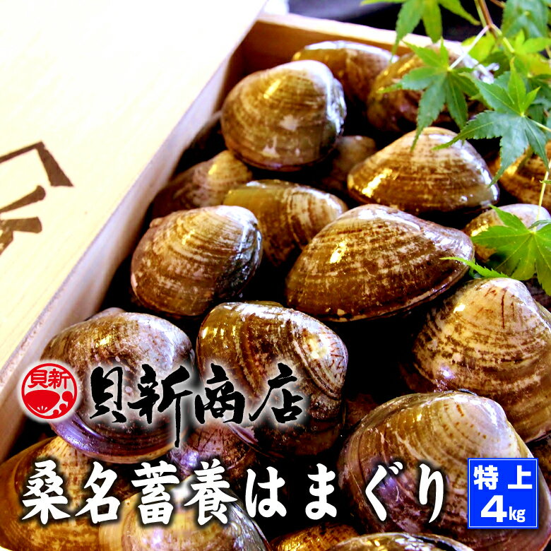 桑名蓄養はまぐり 4kg 【特上サイズ 5cm前後】養殖池よ...