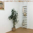 つっぱり 壁面 隙間無くならべられる ラック つっぱりラダー幅40cm 高さ180cm 【日本製・送料無料】 大型ラック 壁面収納 つっぱり デザイナー 隙間 すっきり 玄関先(3)