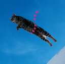 【中古】(CD)音楽堂/矢野顕子