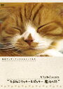 【中古】カフェねこonDVDたまねこクッキー&ポッキー魔法の羽