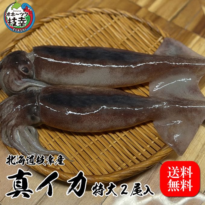乐天商城 - 北海道枝幸産　真イカ　特大2尾入り（足付き）/水揚げ当日・超速トンネル急速冷凍/刺身・ゴロ焼き・煮付けに