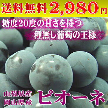 【送料無料】ぶどう ピオーネ 1房入り 山梨県産 岡山県産 香川県産　　一房の大きさに驚き！タネがなくてとっても食べやすい！　＊北海道、沖縄への発送に送料別途972円　ハロウィン