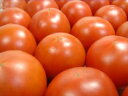 高知県産 徳谷トマト 1kg農作物が育た